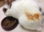 《被暖爐烤焦的兔屁屁》不說還以為是烤棉花糖ww 《被暖爐烤焦的兔屁屁》不說還以為是烤棉花糖ww