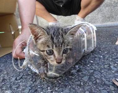 溫馨《老爸老媽搶救水溝裡的貓咪》喵星人獲救還收服了貓奴~