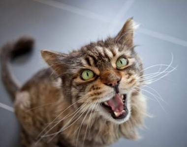 全球首例《日本女性為救野貓遭到咬傷》不幸感染SFTS蜱蟲病死亡…