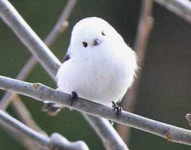 雪之妖精《銀喉長尾山雀》圓滾滾的模樣怎麼看都好療癒