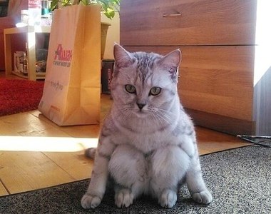 《坐姿奇怪的喵星人》看起來根本是流氓蹲啊～但該說怪的超可愛嗎？