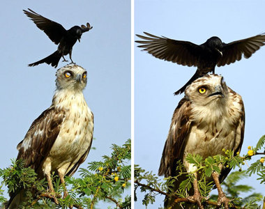 太囂張《超狂烏鴉》有什麼對象是他們不敢欺負的嗎？（笑）