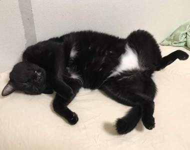 《穿了白內褲的黑貓》商品化　穿在真人身上好難不想歪欸... (≡ω≡)