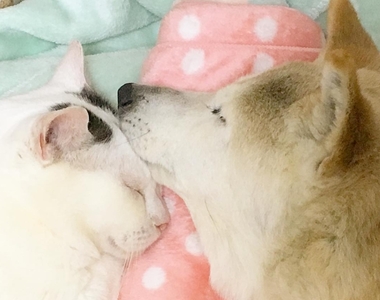 《照顧失智症狗狗的貓咪》貓咪也有這樣溫柔的時候