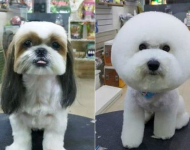 《Twitter頭像方形變圓形》各種對比圖紛紛出爐