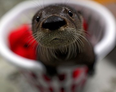 《JK羅琳需要水獺打氣》治癒程度100分推特討論串誕生