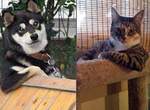 日本調查《犬派男比貓派男平均年收入多87萬円》愛狗男人很會賺 日本調查《犬派男比貓派男平均年收入多87萬円》愛狗男人很會賺