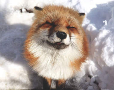 雪地裡的微笑太療癒《宮城藏王狐狸村》是世界上最毛茸茸的地方❤