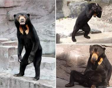 動物界顏藝帝《太陽熊微妙寫真》乍看之下還以為是工作人員扮的…