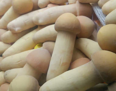 絕對想歪的《捏捏松茸》到底是舒壓玩具還是成人玩具啦www