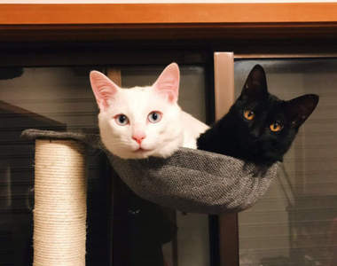 《挑戰承載重量的喵星人》是誰讓你們以為自己很瘦的（苦笑）