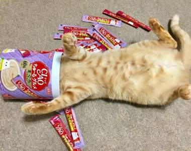 《看到什麼都想往裡鑽的貓咪》到處亂塞的可愛模樣或許也算是一種才華（？）