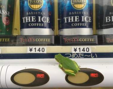 多數目擊《自動販賣機上的青蛙》今天要喝什麼好呢？（誤）