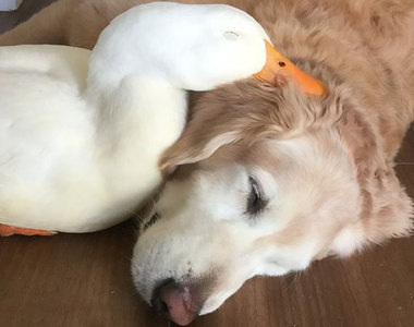 《黃金獵犬與鴨子的友誼》跨越種族的汪汪呱呱好朋友～