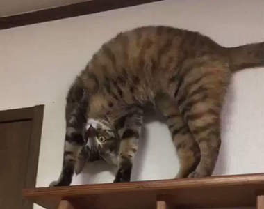 《姿勢超謎的貓咪》哪時候養成這爬高高練瑜珈的興趣啦ww