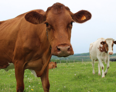 驚人《7%美國人相信巧克力牛奶來自棕牛》那咖啡牛奶呢......