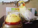 《想救出鳥蛋糕的玄鳳鸚鵡》敲這麼猛不會腦震盪嗎?www 《想救出鳥蛋糕的玄鳳鸚鵡》敲這麼猛不會腦震盪嗎?www