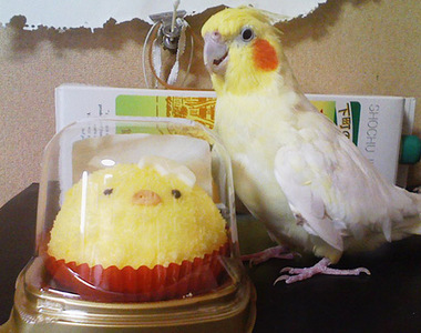 《想救出鳥蛋糕的玄鳳鸚鵡》敲這麼猛不會腦震盪嗎？www