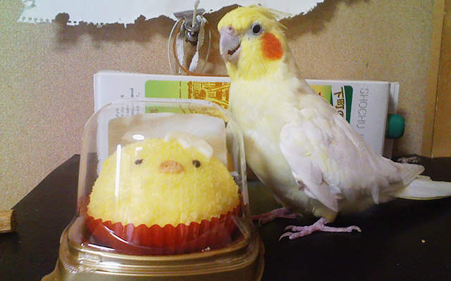 《想救出鳥蛋糕的玄鳳鸚鵡》敲這麼勐不會腦震盪嗎？www - 圖片1