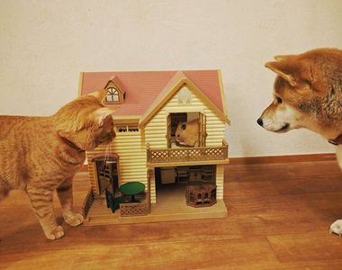 《動物家族》家裡同時有柴柴、喵星人還有鼠鼠會是什麼樣的感受呢？