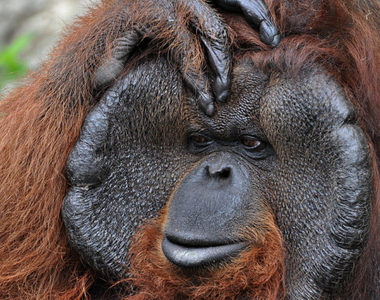 奇聞軼事《被猩猩強暴的男人》別把自己搞得跟紅毛猩猩一樣啊...