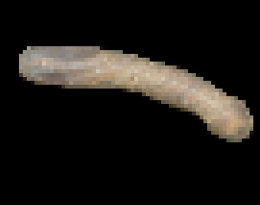 成人推特話題《長的像陽O的生物》一看到圖大人就想歪了ww