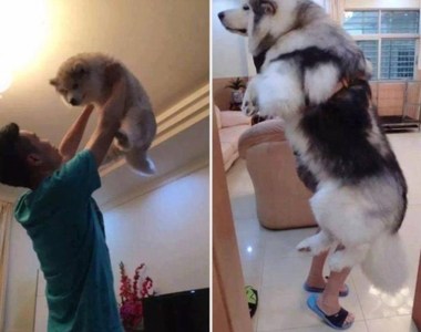 《大狗與過去的小狗》這樣一對比不由得有點感傷啊