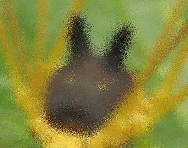 《寶可夢黑兔蜘蛛》Bunny Harvestman 意外發現有可愛的一面