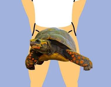 只知道龜頭就落伍了《私處在各國的說法》除了龜頭以外還有什麼樣的神稱呼？