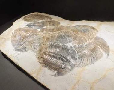 《三葉蟲亂交派對》博物館內被網友笑翻的展示