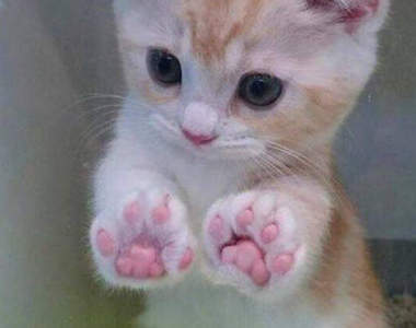 《肉球口味冰淇淋》完全再現貓咪狗狗肉球的味道和...觸感(⊙＿⊙)