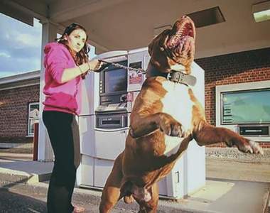 過來我咬你唷《ATM最強防盜保鑣現身》小偷想靠近都難阿ww