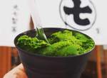 《全世界最濃的抹茶義式冰淇淋》7種濃度可供選擇的話題抹茶專賣店 《全世界最濃的抹茶義式冰淇淋》7種濃度可供選擇的話題抹茶專賣店