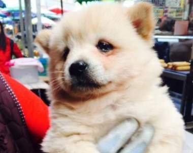 推特瘋傳《菜市場狗狗哭泣照》是什麼原因讓汪星人大哭呢?