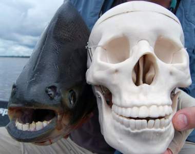 《超詭異動物牙齒》想都想不到張開嘴會是這樣的景像