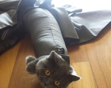 《起床第一眼看到自家寵物》雖然笨還是笨得好可愛