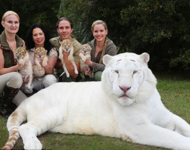 獅子x老虎誕生的《獅虎》那 老虎x獅子生下來的叫什麼？