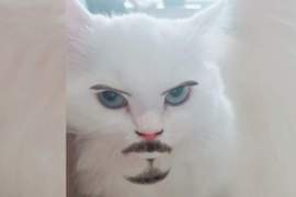 平常都不理我《偏偏在我看書的時候來煩的貓》這時候就這麼愛我