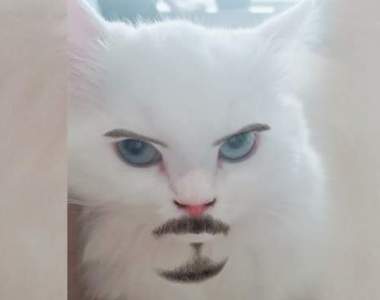 平常都不理我《偏偏在我看書的時候來煩的貓》這時候就這麼愛我