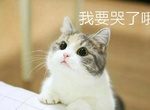 臉書轟動《超可愛貓咪》覺得我可愛就給我魚 臉書轟動《超可愛貓咪》覺得我可愛就給我魚
