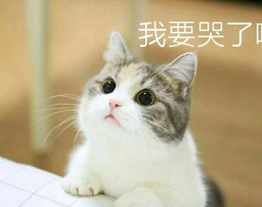 臉書轟動《超可愛貓咪》覺得我可愛就給我魚