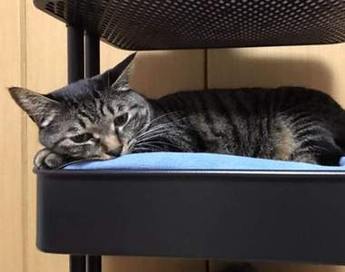 《IKEA變貓床寶庫》看起來超好睡的三層床竟然是用那個變成的！？