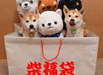 極度治癒《柴犬捉迷藏》一起來找找柴犬在哪裡~絕對難不倒你 極度治癒《柴犬捉迷藏》一起來找找柴犬在哪裡~絕對難不倒你