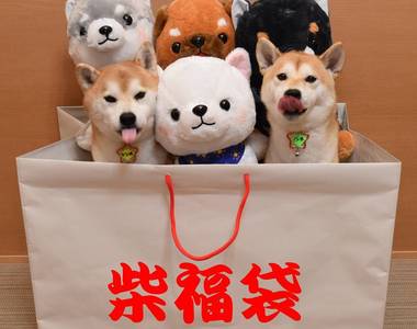 極度治癒《柴犬捉迷藏》一起來找找柴犬在哪裡~絕對難不倒你