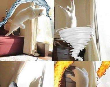 人類的救世主來了《能操控地水火風的貓》這四隻白腳一定有裝彈簧 一定有！