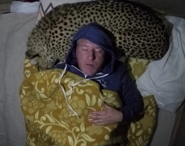 《把獵豹當枕頭睡覺》人家是去認真研究大貓的（呼嚕嚕）