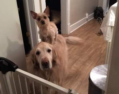 《小小狗搭乘（？）老大哥》站在巨人的肩膀上就是這個意思嗎www