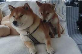 怎麼傻成這樣《假裝自己也在開車的柴柴》表現離心力也太精采