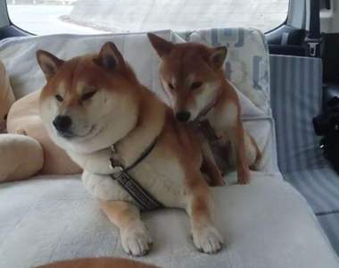 怎麼傻成這樣《假裝自己也在開車的柴柴》表現離心力也太精采