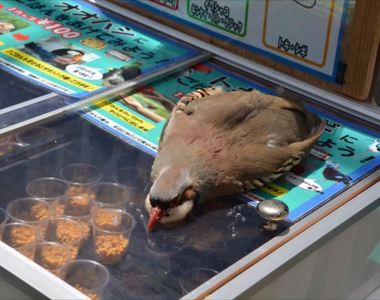 演技派《餓倒在飼料櫃上的鳥兒》給我飯飯吃...（趴）